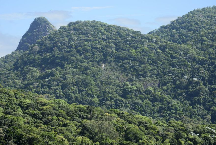 Projeto da Fiocruz vai restaurar, no Rio, área da Mata Atlântica