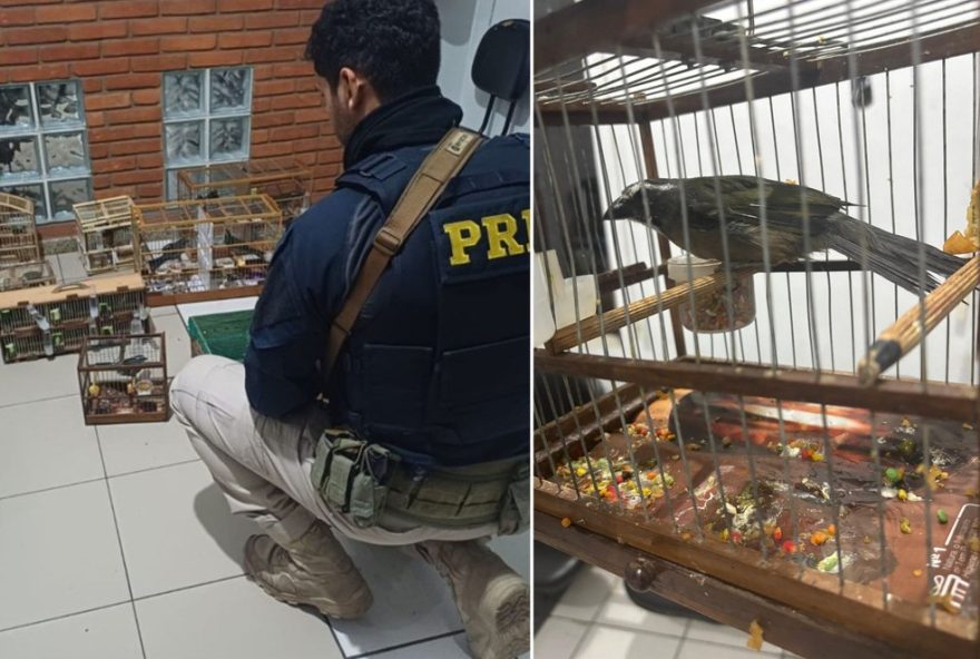dupla-e-detida-por-transporte-irregular-de-aves-em-maus-tratos-na-regis-bittencourt2C-sp