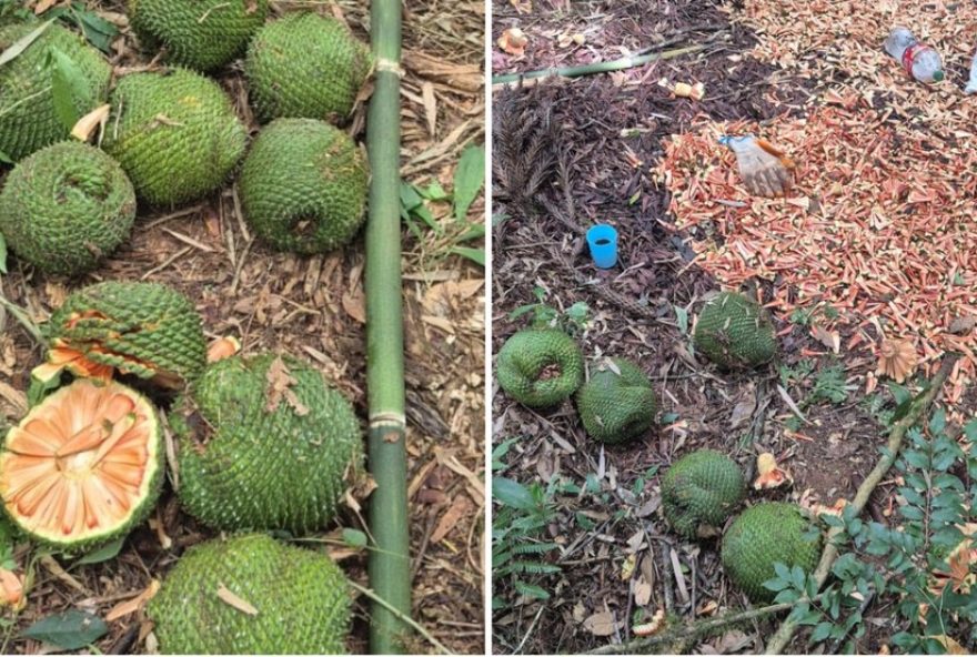 dupla-e-flagrada-colhendo-pinhao-verde-antes-do-prazo-legal-no-parana dupla-e-flagrada-colhendo-pinhao-verde-antes-do-prazo-legal-no-parana