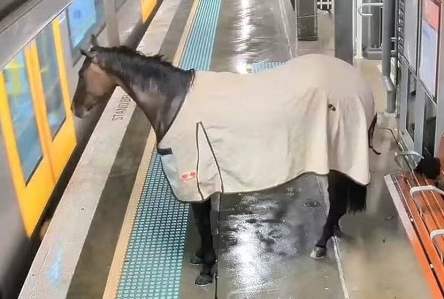 Cavalo invade estação e tenta embarcar em trem na Austrália