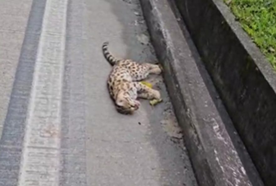 ecovias-rio-minas-recolhe-corpo-de-gato-do-mato-atropelado-na-serra-de-guapimirim2C-rj