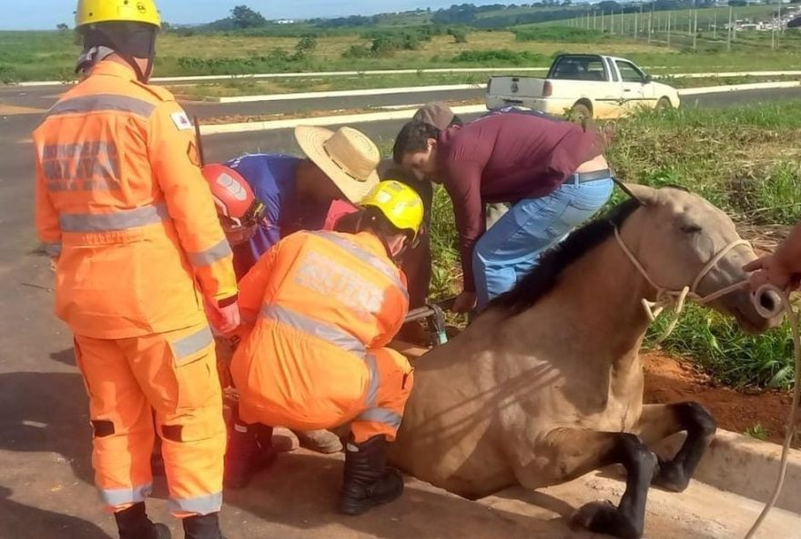 egua-e-resgatada-com-seguranca-de-boca-de-lobo-em-araxa3A-importancia-do-cuidado-com-animais-urbanos