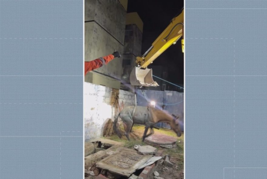 egua-resgatada-por-retroescavadeira-apos-cair-em-fossa-no-grande-recife egua-resgatada-por-retroescavadeira-apos-cair-em-fossa-no-grande-recife