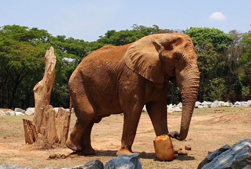 elefante-jamba-falece-aos-29-anos-no-zoologico-de-belo-horizonte3A-uma-perda-emblematica