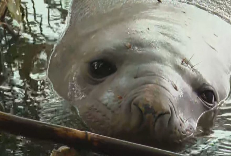 elefante-marinho-machucado-e-encontrado-em-canal-de-niteroi3A-acao-de-resgate-e-mobilizada