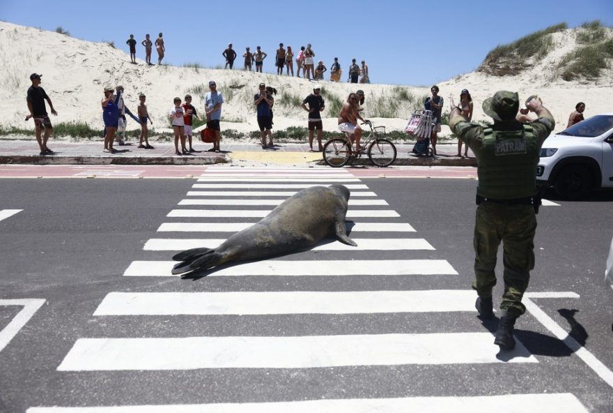 elefante-marinho-surpreende-veranistas-ao-buscar-abrigo-na-praia-de-tramandai3A-entenda-o-fenomeno-e-as-precaucoes-a-serem-tomadas elefante-marinho-surpreende-veranistas-ao-buscar-abrigo-na-praia-de-tramandai3A-entenda-o-fenomeno-e-as-precaucoes-a-serem-tomadas