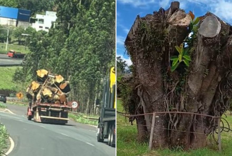 empresaria-do-parana-investe-r24-18-mil-para-ressuscitar-arvore-da-infancia empresaria-do-parana-investe-r24-18-mil-para-ressuscitar-arvore-da-infancia