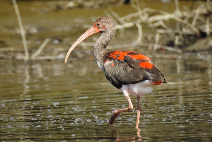 empresario-cria-refugio-para-observadores-de-aves-em-ilha-comprida