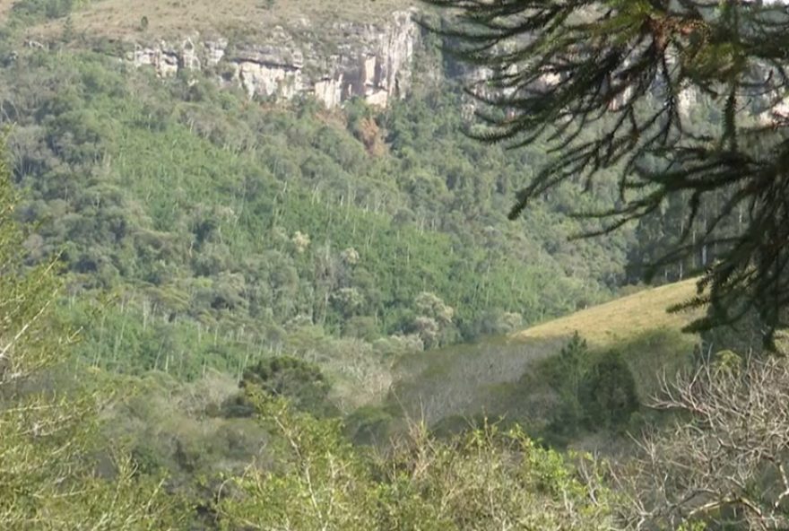 empresario-do-pr-planta-400-mil-arvores-e-refloresta-22C4-milhoes-de-m2-de-propriedade empresario-do-pr-planta-400-mil-arvores-e-refloresta-22C4-milhoes-de-m2-de-propriedade