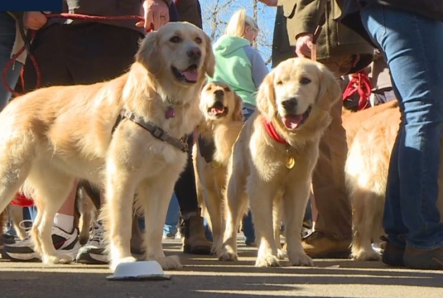 encontro-de-golden-retrievers-e-dachshunds-no-shopping-jardim-norte3A-socializacao-e-diversao-para-toda-a-familia