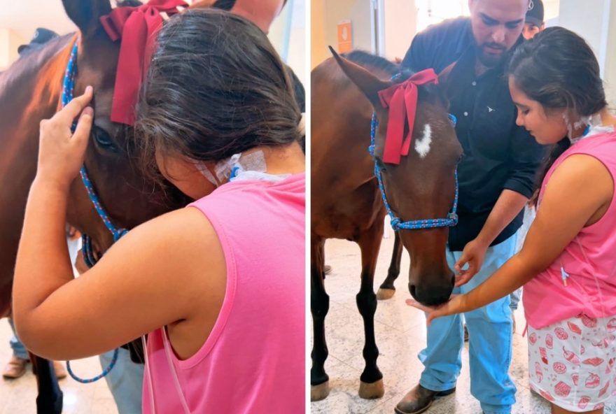 encontro-emocionante-entre-menina-internada-e-egua-terapeuta-em-hospital-de-sp encontro-emocionante-entre-menina-internada-e-egua-terapeuta-em-hospital-de-sp