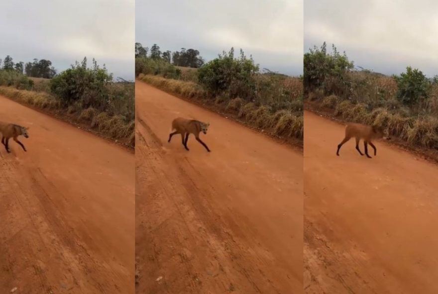 encontro-inesperado3A-morador-de-sao-miguel-arcanjo-se-surpreende-com-lobo-guara-na-zona-rural