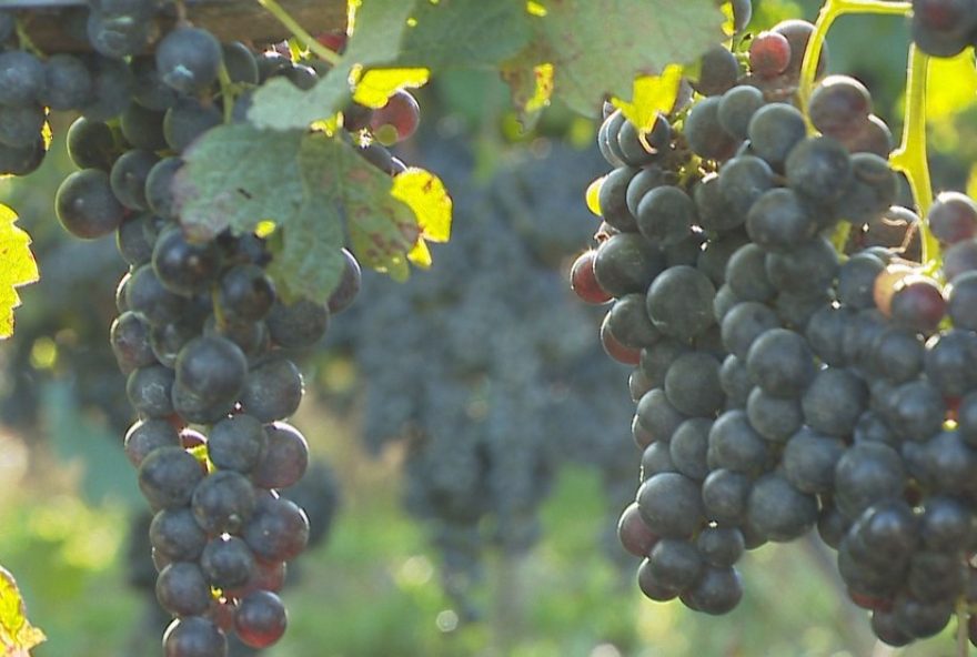 encruzilhada-do-sul3A-cidade-destaque-na-producao-de-uvas-para-vinhos-e-espumantes encruzilhada-do-sul3A-cidade-destaque-na-producao-de-uvas-para-vinhos-e-espumantes