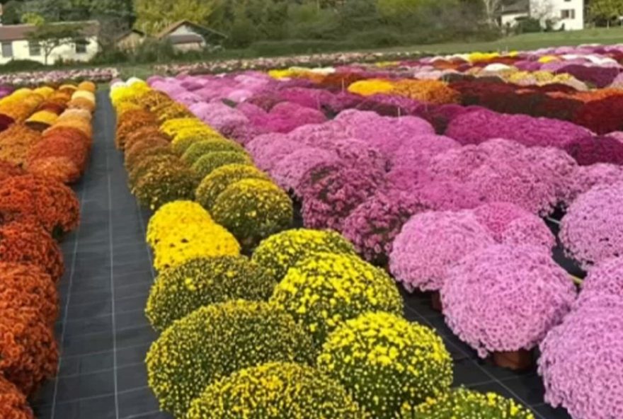 engenheiro-schmitt3A-exportacao-de-mudas-de-flores-ornamentais-para-mais-de-30-paises