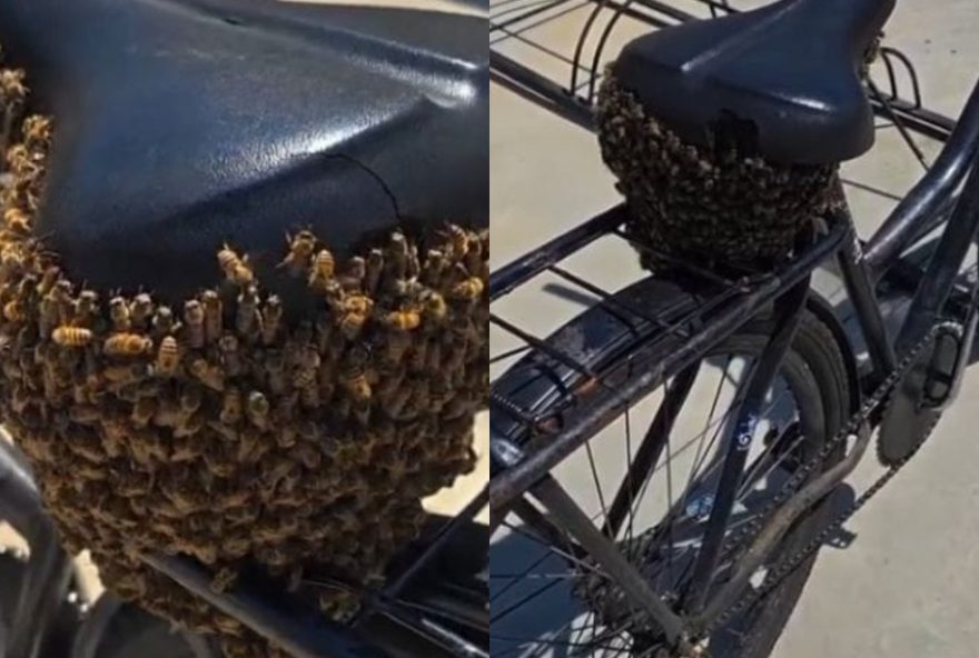 enxame-de-abelhas-cobre-banco-de-bicicleta-em-empresa-de-joinville3A-veja-o-video enxame-de-abelhas-cobre-banco-de-bicicleta-em-empresa-de-joinville3A-veja-o-video