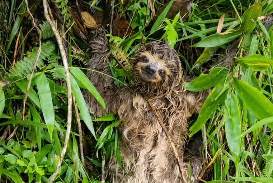 equipe-de-tv-resgata-bicho-preguica-em-rodovia-de-mogi-das-cruzes equipe-de-tv-resgata-bicho-preguica-em-rodovia-de-mogi-das-cruzes
