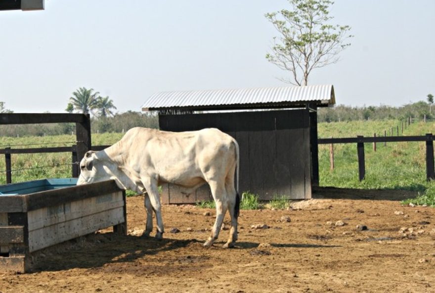 especialista-da-dicas-de-cuidados-com-animais-de-grande-porte-no-calor-de-mg