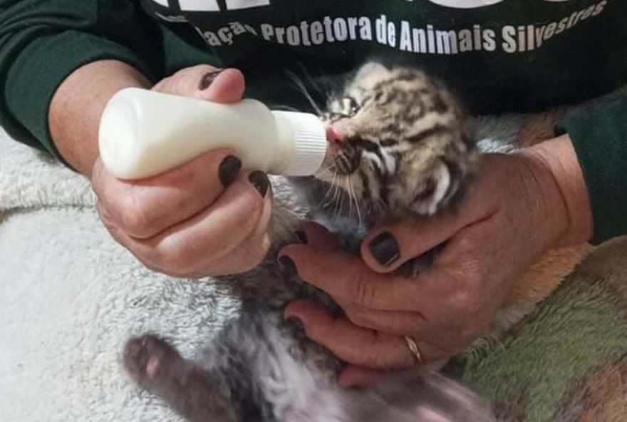 especialistas-resgatam-animais-silvestres-em-sp3A-casos-de-sucesso-e-reabilitacao especialistas-resgatam-animais-silvestres-em-sp3A-casos-de-sucesso-e-reabilitacao