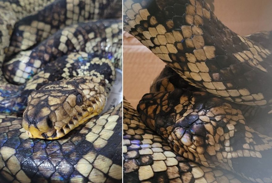 especie-rara-de-jiboia-do-ribeira-e-resgatada-em-juquia2C-interior-de-sp especie-rara-de-jiboia-do-ribeira-e-resgatada-em-juquia2C-interior-de-sp