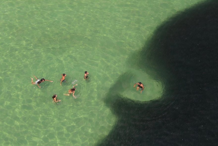 espetaculo-da-natureza-cardumes-de-peixes-encantam-banhistas-na-orla-do-rio-de-janeiro espetaculo-da-natureza-cardumes-de-peixes-encantam-banhistas-na-orla-do-rio-de-janeiro