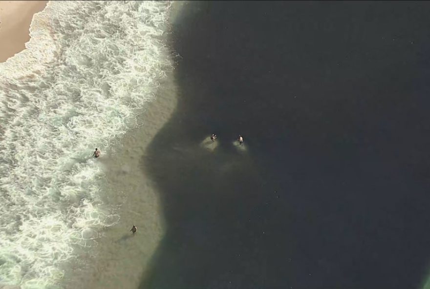 espetaculo-da-natureza3A-banhistas-nadam-no-meio-de-cardumes-na-praia-do-leme