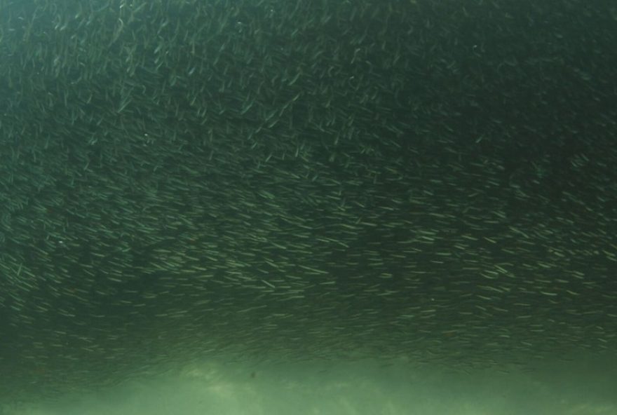 espetaculo-das-manjubinhas-encanta-copacabana3A-cardumes-dancam-no-mar