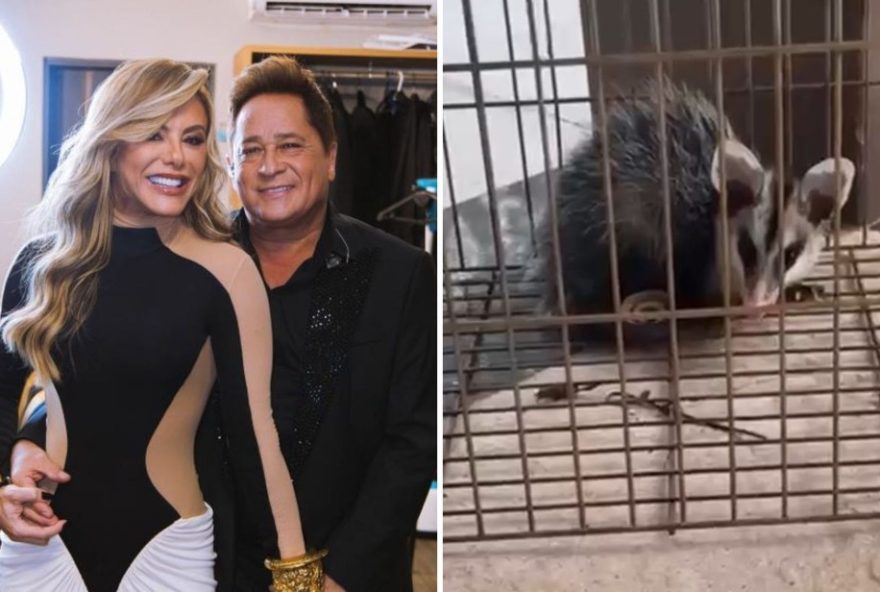 esposa-de-leonardo-flagra-gamba-comendo-frutas-em-casa3A-importancia-ecologica-do-animal