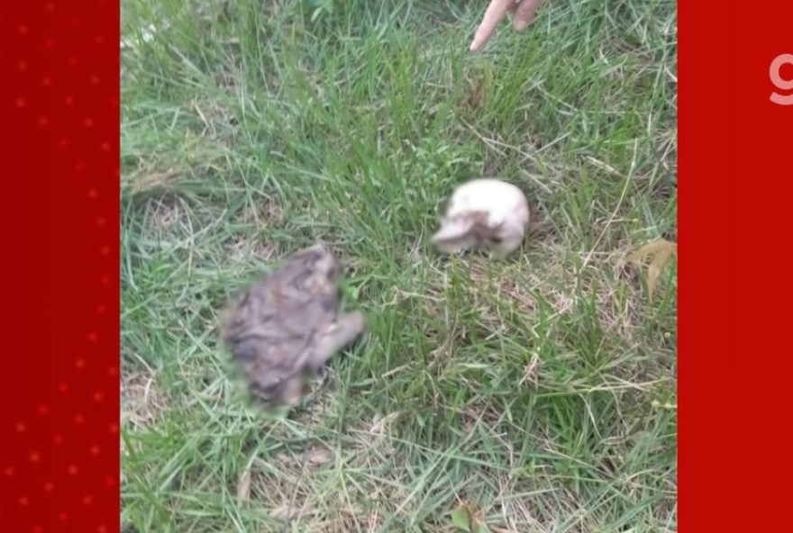 esqueleto-humano-encontrado-em-igarape-de-santa-luzia-do-parua2C-ma3A-policia-investiga-caso.-populacao-aguarda-respostas esqueleto-humano-encontrado-em-igarape-de-santa-luzia-do-parua2C-ma3A-policia-investiga-caso.-populacao-aguarda-respostas