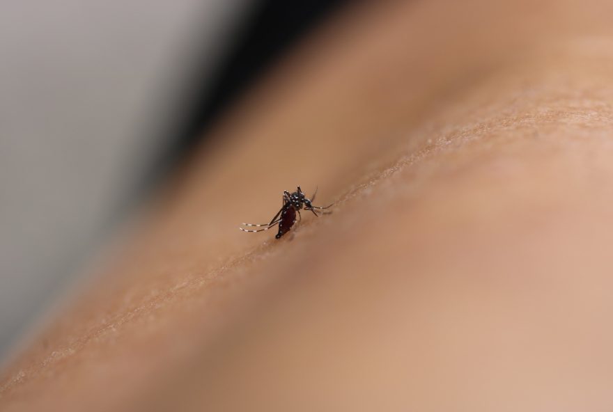 estado-de-sao-paulo-registra-1a-morte-por-dengue-em-2026 estado-de-sao-paulo-registra-1a-morte-por-dengue-em-2026