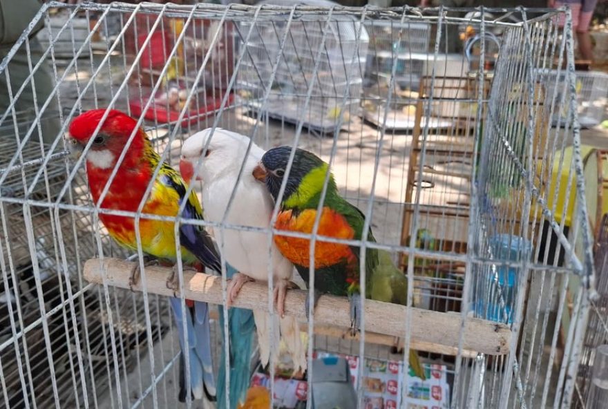 estatisticas-alarmantes-revelam-o-aumento-de-maus-tratos-a-animais-no-ceara estatisticas-alarmantes-revelam-o-aumento-de-maus-tratos-a-animais-no-ceara