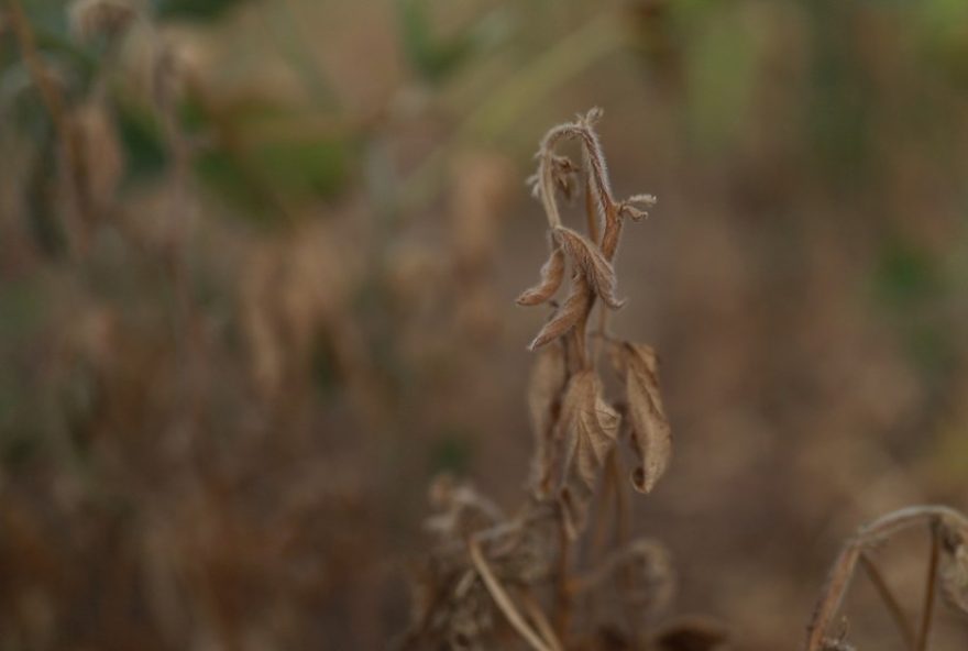 estiagem-impacta-agropecuaria-no-rs2C-cidades-declaram-emergencia3A-como-lidar3F