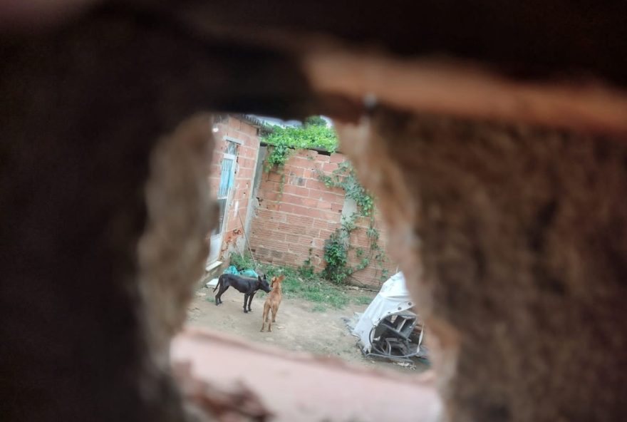 estudante-serial-killer-confessa-envenenar-caes3A-investigacao-policial-em-sp estudante-serial-killer-confessa-envenenar-caes3A-investigacao-policial-em-sp