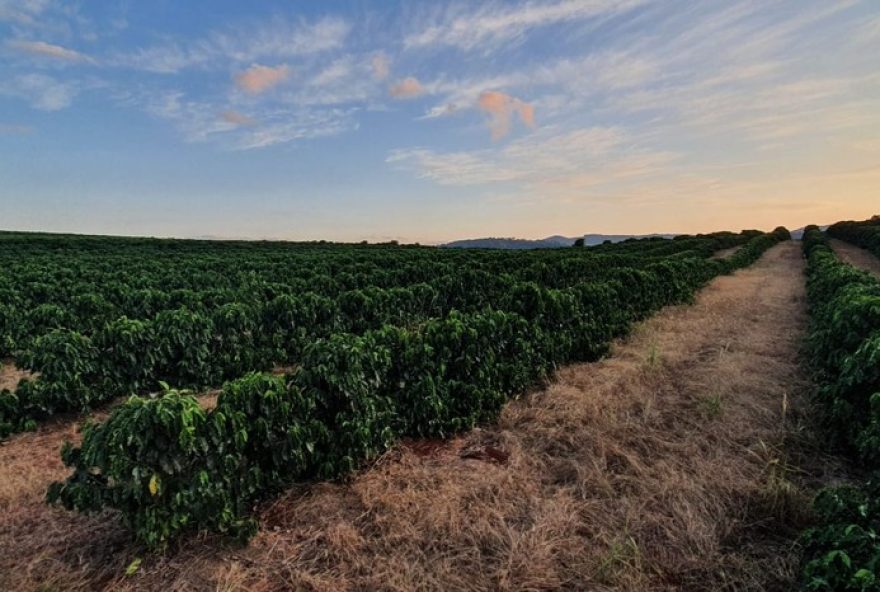 estudo-aponta-potencial-da-cafeicultura-para-sequestro-de-carbono-por-15-anos