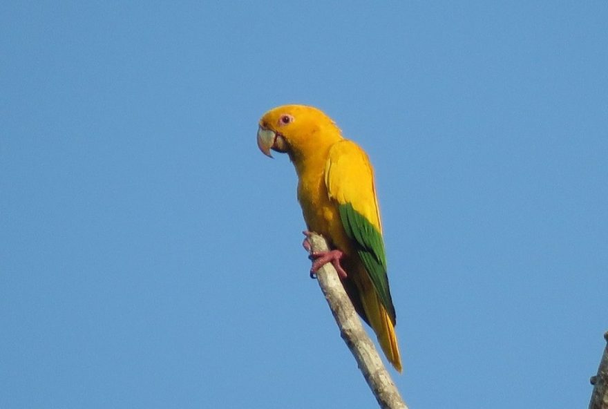 estudo-da-uema-revela-desaparecimento-de-papagaios-ameacados-na-amazonia-oriental3A-caminhos-para-protecao estudo-da-uema-revela-desaparecimento-de-papagaios-ameacados-na-amazonia-oriental3A-caminhos-para-protecao