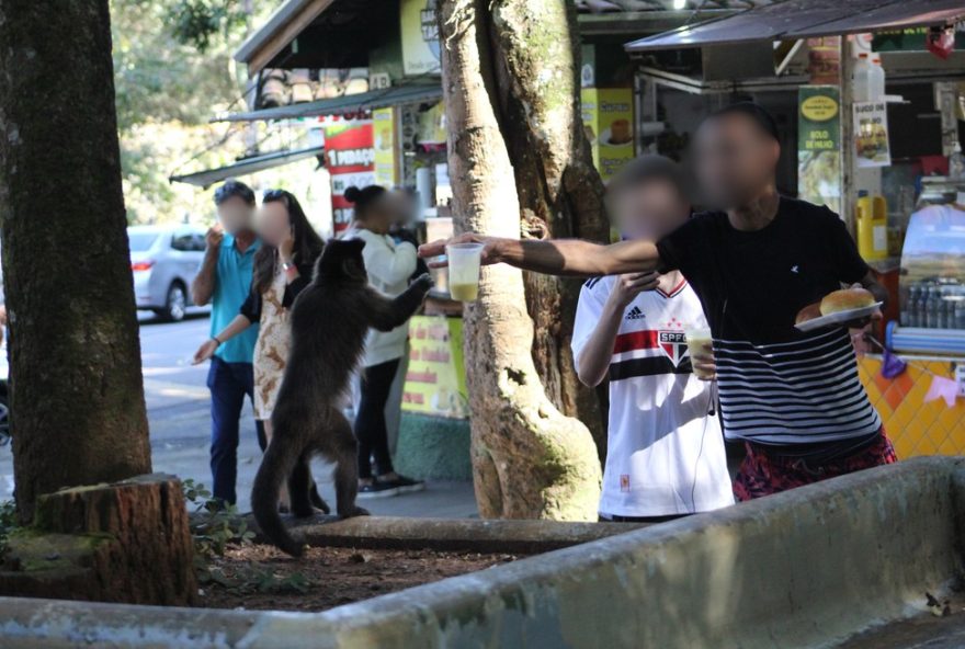estudo-da-unicamp-alerta-sobre-riscos-da-alimentacao-de-macacos-por-turistas3A-impactos-na-saude-e-comportamento-dos-primatas