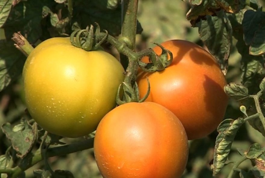 estudo-da-unicamp-revela-presenca-de-agrotoxicos-na-chuva2C-incluindo-produtos-proibidos-no-brasil