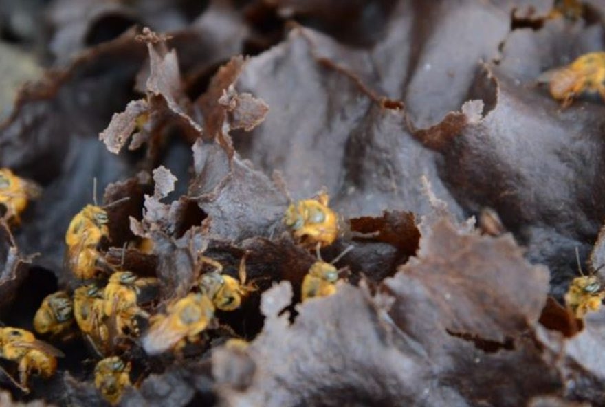 estudo-da-univasf-usa-ia-para-prever-toxicidade-em-abelhas3A-protecao-ambiental