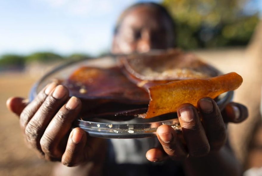 estudo-revela-impacto-da-inseguranca-alimentar-em-familias-de-maes-solo-negras-no-df