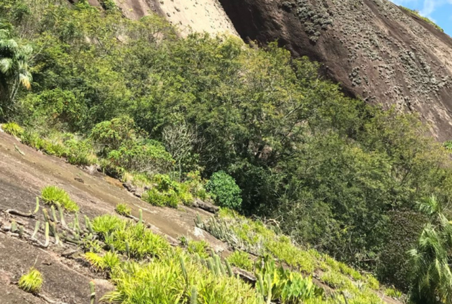 estudo-revela-plantas-resistentes-ao-calor-em-morros-do-espirito-santo