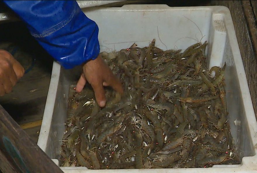 estudo-revela-presenca-alarmante-de-microplasticos-em-camaroes-no-litoral-de-sao-paulo3A-saiba-mais