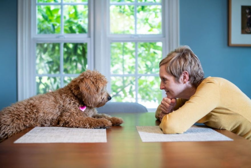 estudo-revela-que-interpretacao-das-emocoes-caninas-por-humanos-e-equivocada3A-entenda-mais