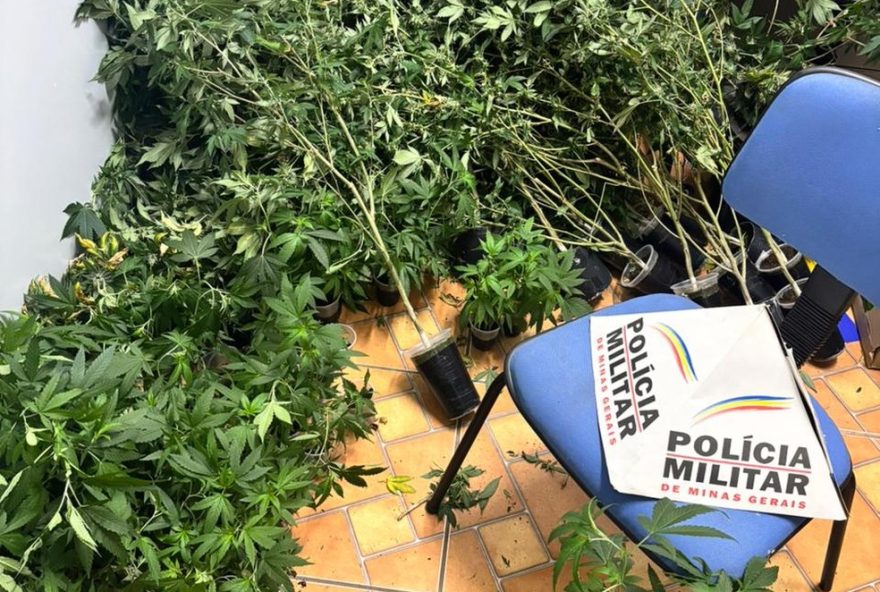 estufa-com-100-pes-de-maconha-e-encontrada-em-mg3A-homem-e-preso