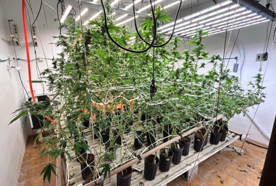 estufa-de-supermaconha-e-oleo-apreendidos-em-imovel-de-alto-padrao-em-florianopolis3A-skunk-e-combate-ao-trafico-de-drogas