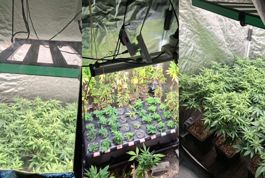 estufas-de-maconha-encontradas-em-apartamento-de-salvador3A-policia-busca-responsaveis estufas-de-maconha-encontradas-em-apartamento-de-salvador3A-policia-busca-responsaveis
