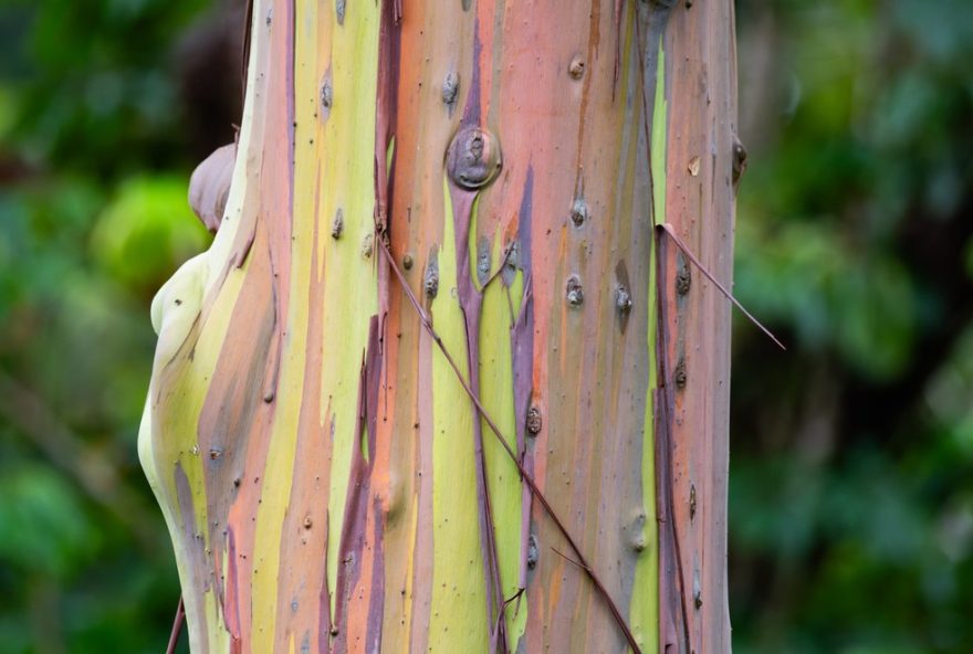 eucalyptus-deglupta3A-a-arvore-multicolorida-do-sudeste-asiatico