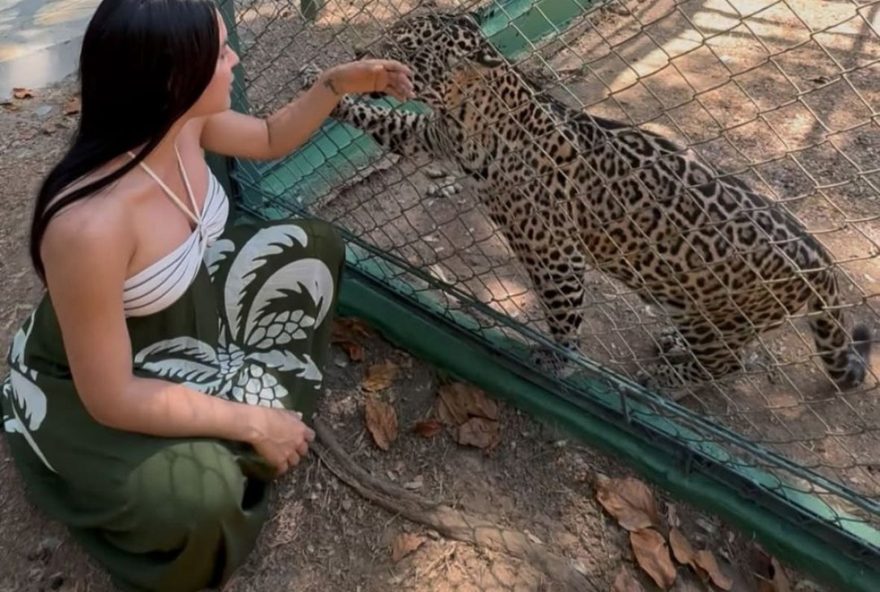 ex-bbb-isabelle-nogueira-visita-filhote-de-onca-pintada-resgatado-e-se-torna-madrinha-no-instituto-nex-no-extinction