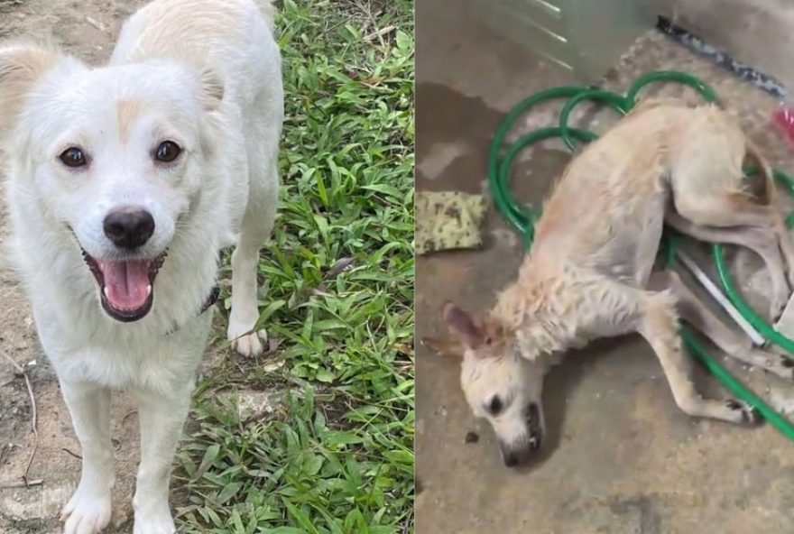 ex-companheira-denuncia-agressor-por-violencia-contra-cadela-em-olinda3A-caso-chocante-de-maus-tratos-esta-sob-investigacao-judicial