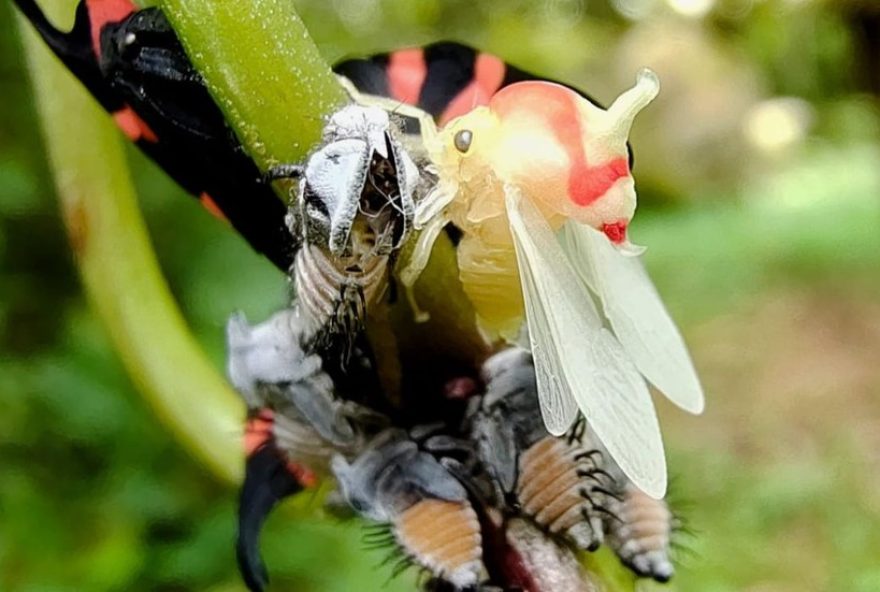 exercito-de-formigas-protege-insetos-em-troca-de-comida3A-biologo-flagra-cena-curiosa exercito-de-formigas-protege-insetos-em-troca-de-comida3A-biologo-flagra-cena-curiosa
