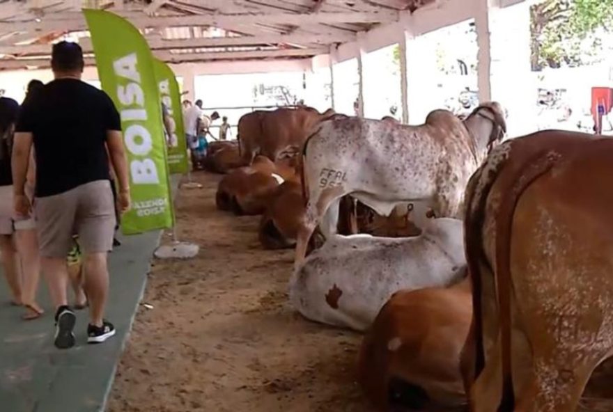 expoece3A-a-tradicional-feira-do-agronegocio-cearense-chegando-a-reta-final-em-fortaleza expoece3A-a-tradicional-feira-do-agronegocio-cearense-chegando-a-reta-final-em-fortaleza