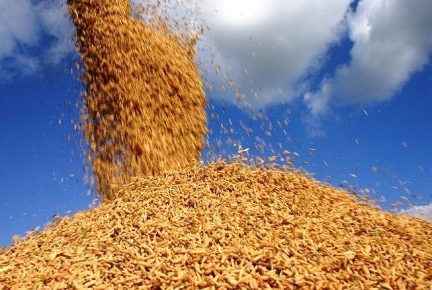 exportacoes-de-arroz-a-venezuela3A-ataque-dos-eua-traz-oportunidades exportacoes-de-arroz-a-venezuela3A-ataque-dos-eua-traz-oportunidades